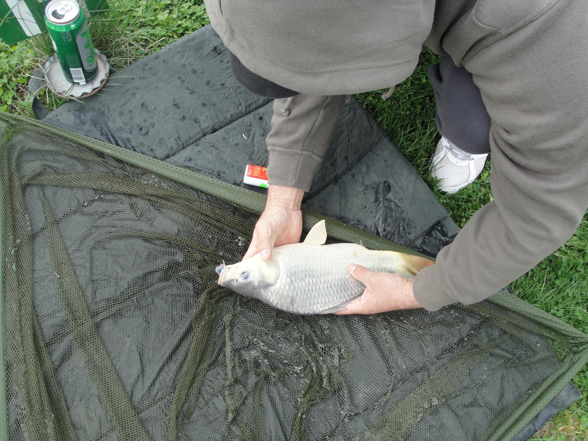 Floarea Popestiului 20 - 20 apr. - dsc09579.JPG